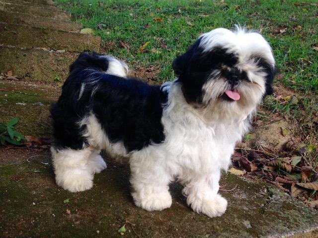 Shih Tzu - Foto 2
