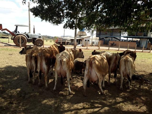 Vacas girolanda (Plano de venda) - Foto 5