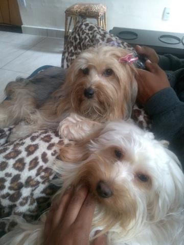 Cachorro Yorkshire - Foto 5