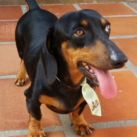 Filhote de Dachshund - Foto 3