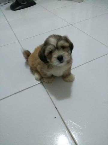 Filhote de Lhasa apso