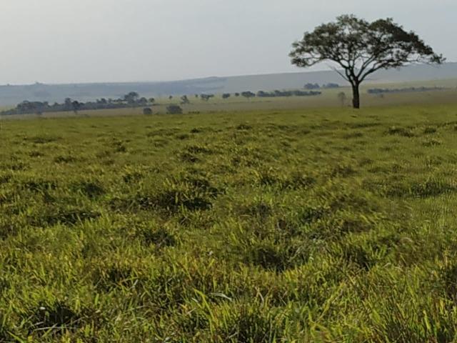 Fazenda Divisa com Paraguai 3.354 Alqueires Paulista!!!!!! - Foto 9