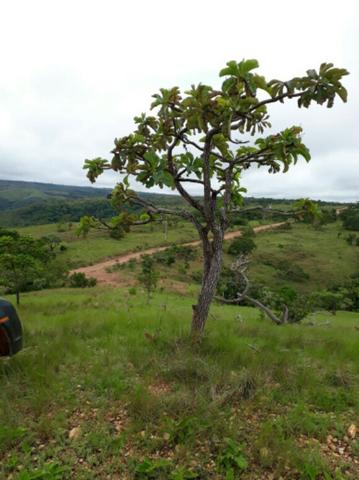100 Hectáries 70 Km de Cuiabá - Foto 11