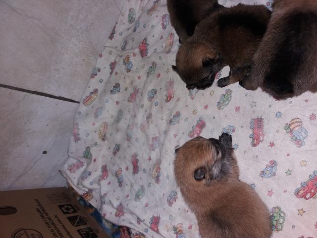 Filhote de Lulu da pomerania