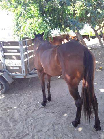 Vendo égua apollo