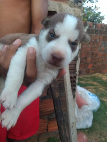 Filhotes husky siberiano