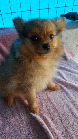Spitz Alemão - Foto 4