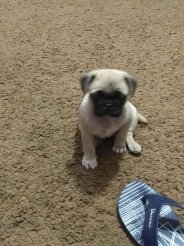 Pug Lhasa ou Spitz Alemão Anão,imperdível - Foto 6