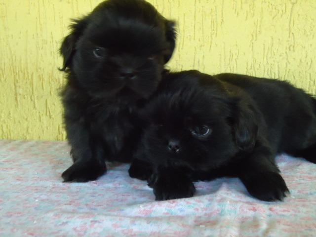 Filhotes Cães Maltês e Shi-Tzu Machinhos-2 Vacinas-Pedigree's Opç - Foto 6