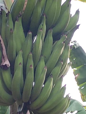 Mudas d banana - Foto 2