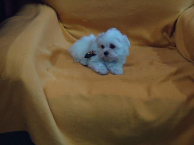 Filhotes Cães Maltês e Shi-Tzu Machinhos-2 Vacinas-Pedigree's Opç - Foto 3