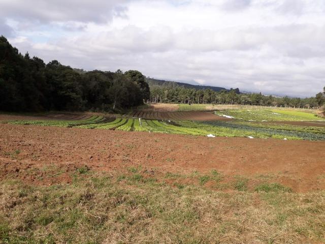 Chácara com 39.631m2 em Campina Grande do Sul - Aceito Imóvel Com Volta - Foto 20