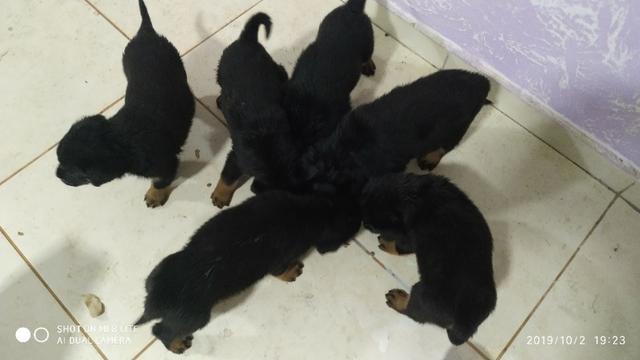 Vendas de filhotes - Foto 3