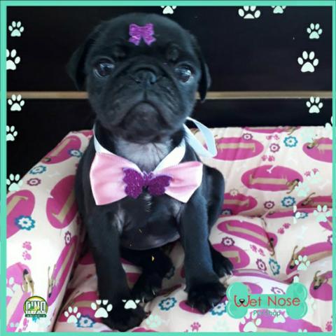 Pug - Linda Femea Preta na Wet Nose - Dia Das Crianças