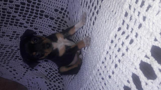 Pinscher Macho a partir de 350 e fêmea a partir de 650 - Foto 4