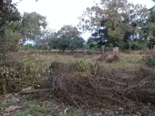 Excelente área de terra no povoado de boa hora, próximo ao parque viver tomba - Foto 14