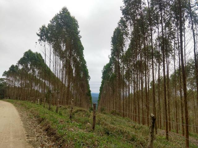 Fazenda em Campo Largo Bairro São Silvestre - Foto 14