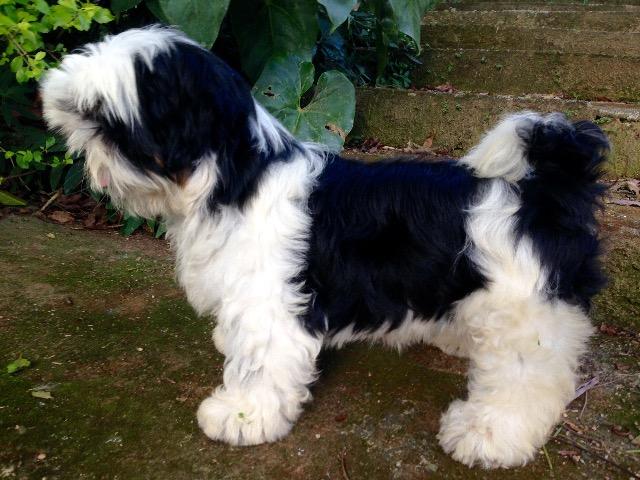 Shih Tzu - Foto 6