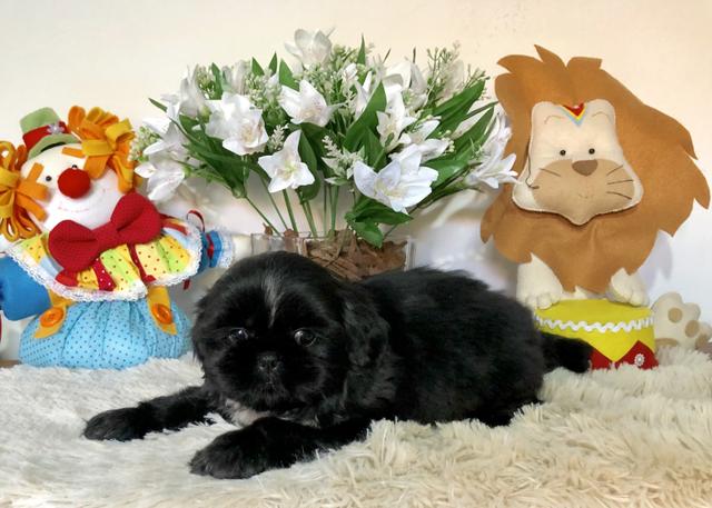 Shih Tzu - Foto 5