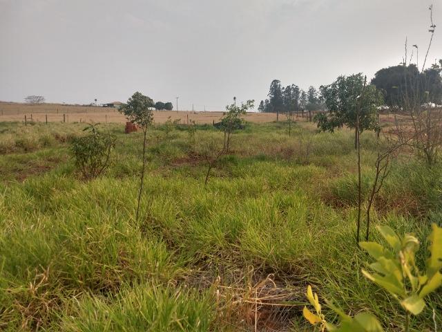 Chácara em Alfredo Marcondes , 2 km da cidade e apenas 300 metros do asfalto!!