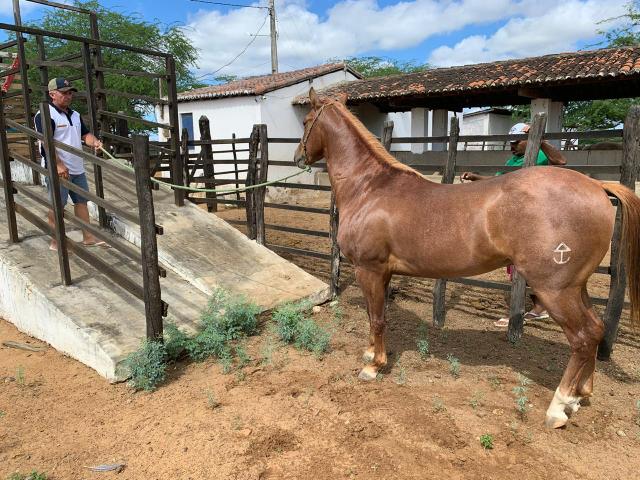 Registro de garanhão - Foto 4