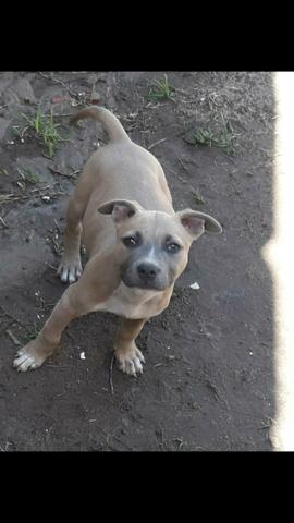 Vendo filhotes de pitbull, divido até 2x no cartão - Foto 2