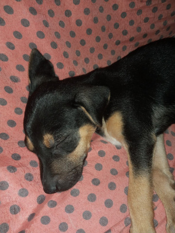 Cachorro Rottweiler Cachorros E Acessorios Piedade Jaboatao Dos Guararapes 774688699 Olx