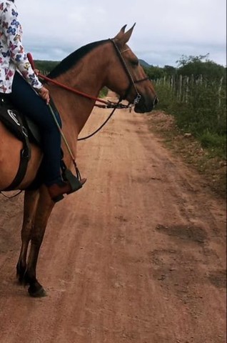 Égua Manga larga marchador  ( Mangolina )