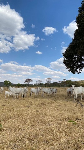Fazenda de 120 Alqueires em Pirenópolis* - Foto 2