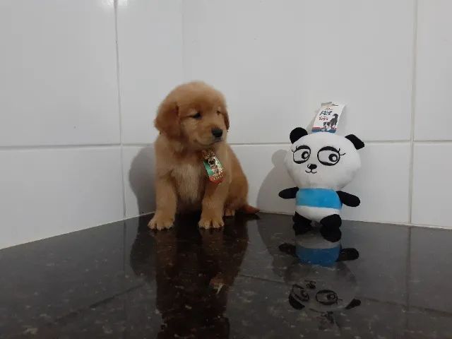 Filhotes pronta entrega Golden Retriever macho e fêmea  - Foto 4