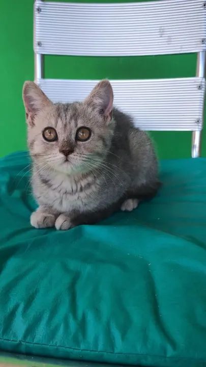 Gato brithih shorter 