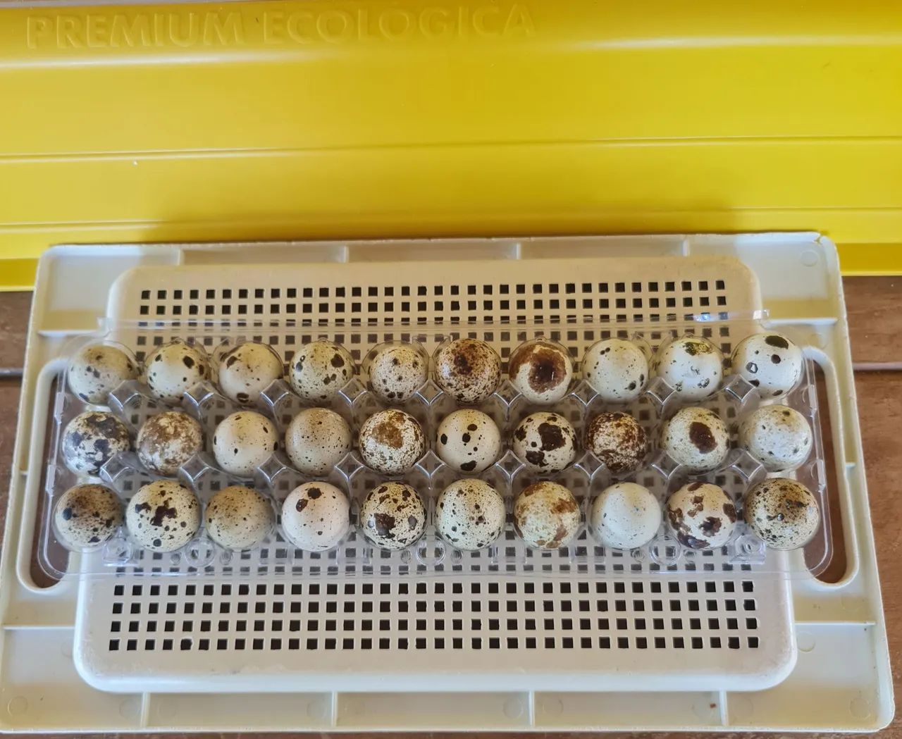 Pintinho de Codornas Gigantes 5 a 10 dias ja vacinados ... - Foto 6