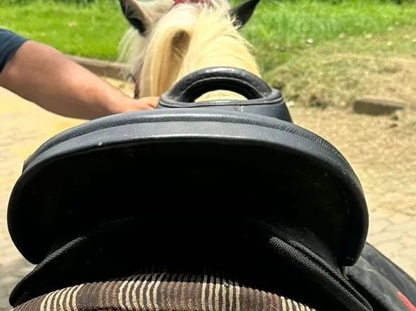 Sela Mangalarga Marchador - Foto 3