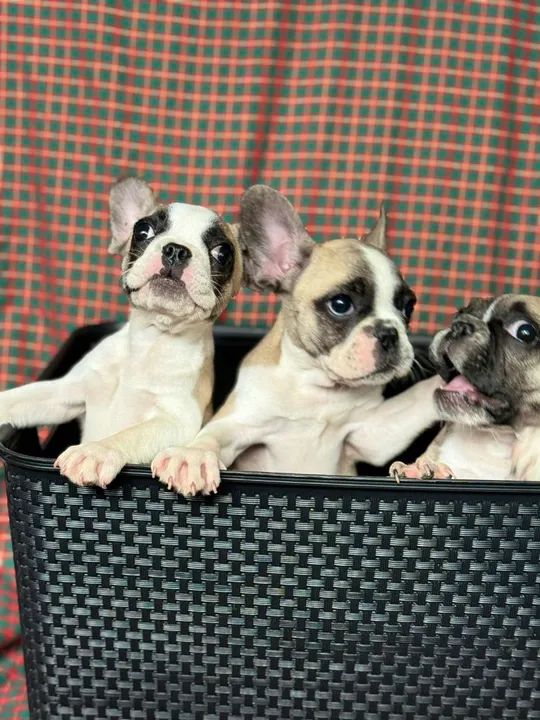 Lindas filhotes de Bulldog Francês fêmea  - Foto 3
