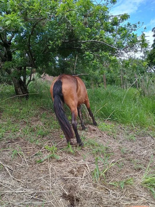 Cavalo Mangalarga Marchador - Foto 3