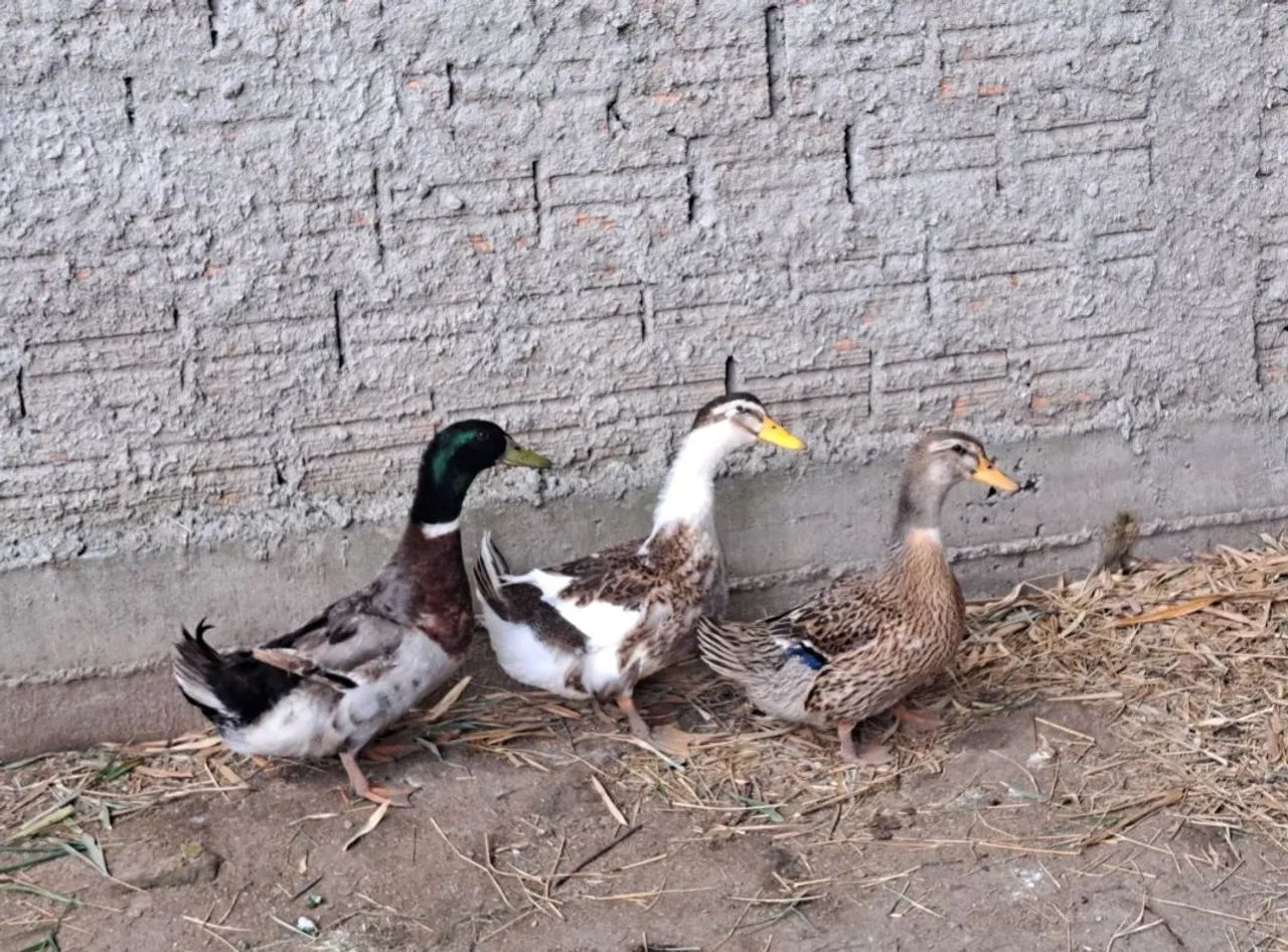  Vende-se Marrecos e Marrecas 