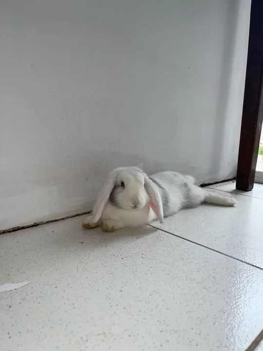 Coelhinha mini loop adulta fofinho para adoção - Foto 2