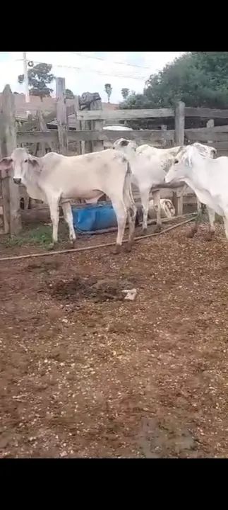 12 bezerros  - Foto 2