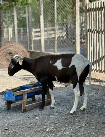 Carneiros Dorper com Santa Inês. - Foto 4