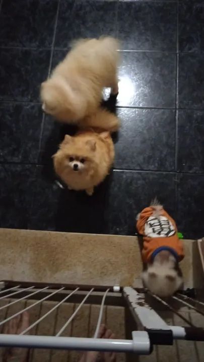 Filhotes de cães para venda - Foto 2