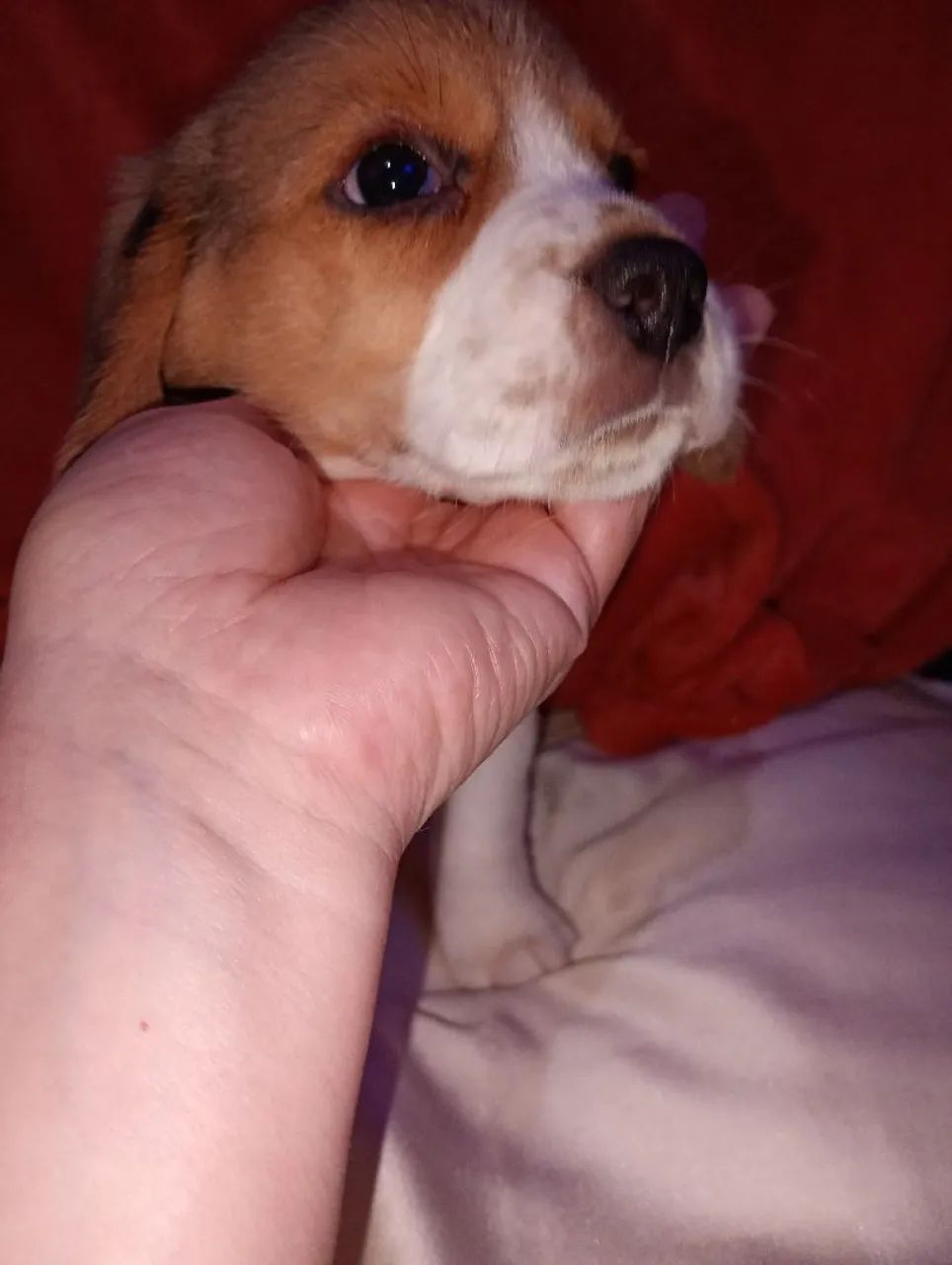 Filhote Beagle macho - Foto 4