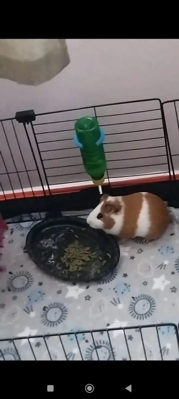 Porquinho da índia  - Foto 2