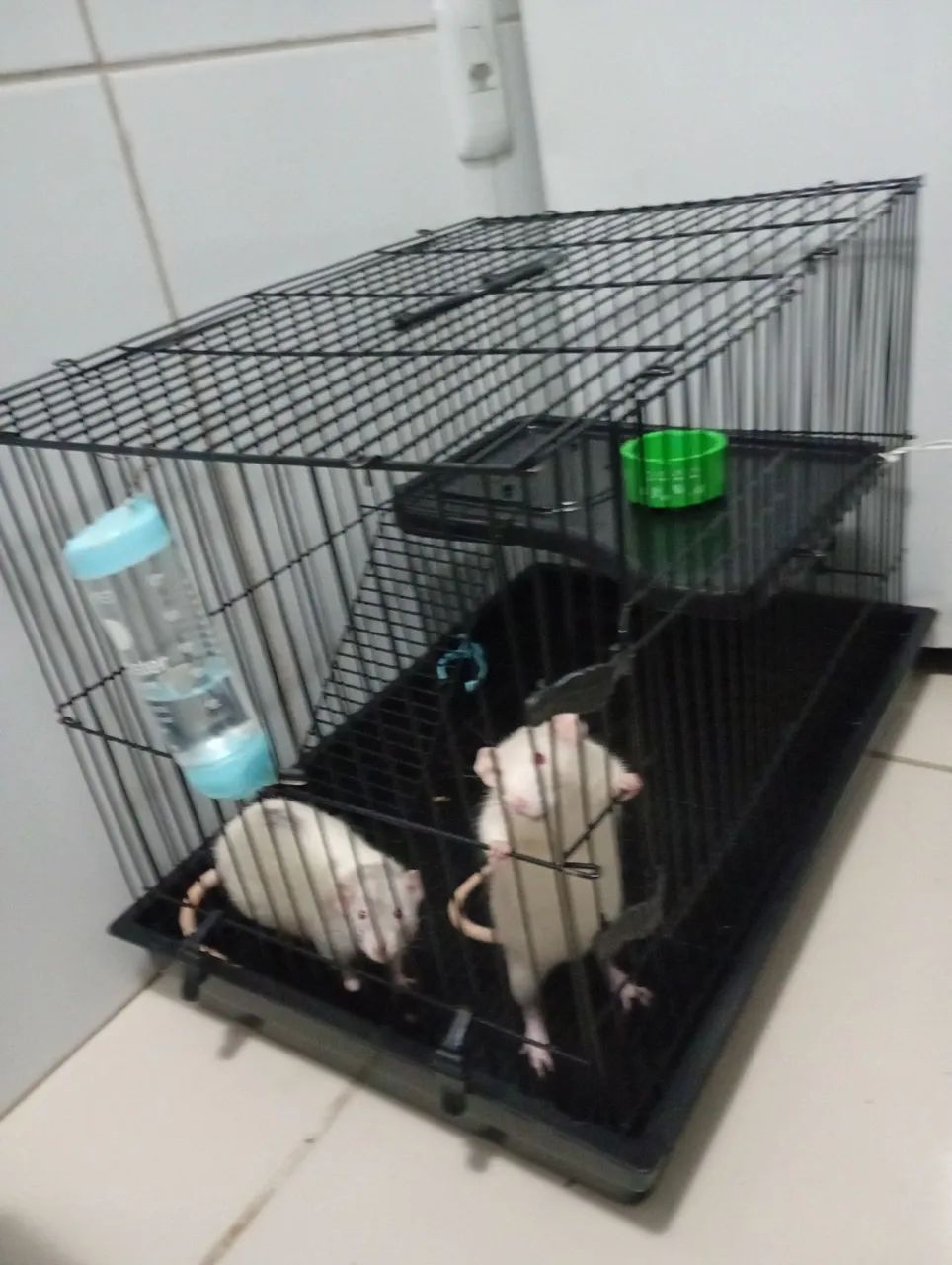 Vendo gaiola+rato+ração 64672972738561121