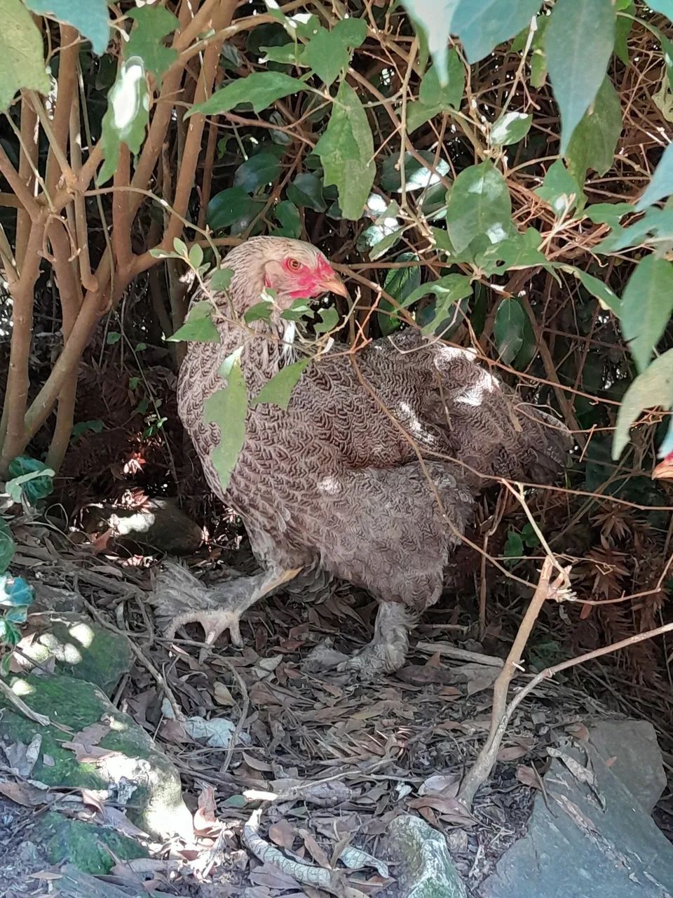 Pintinhos Brahma - Foto 6