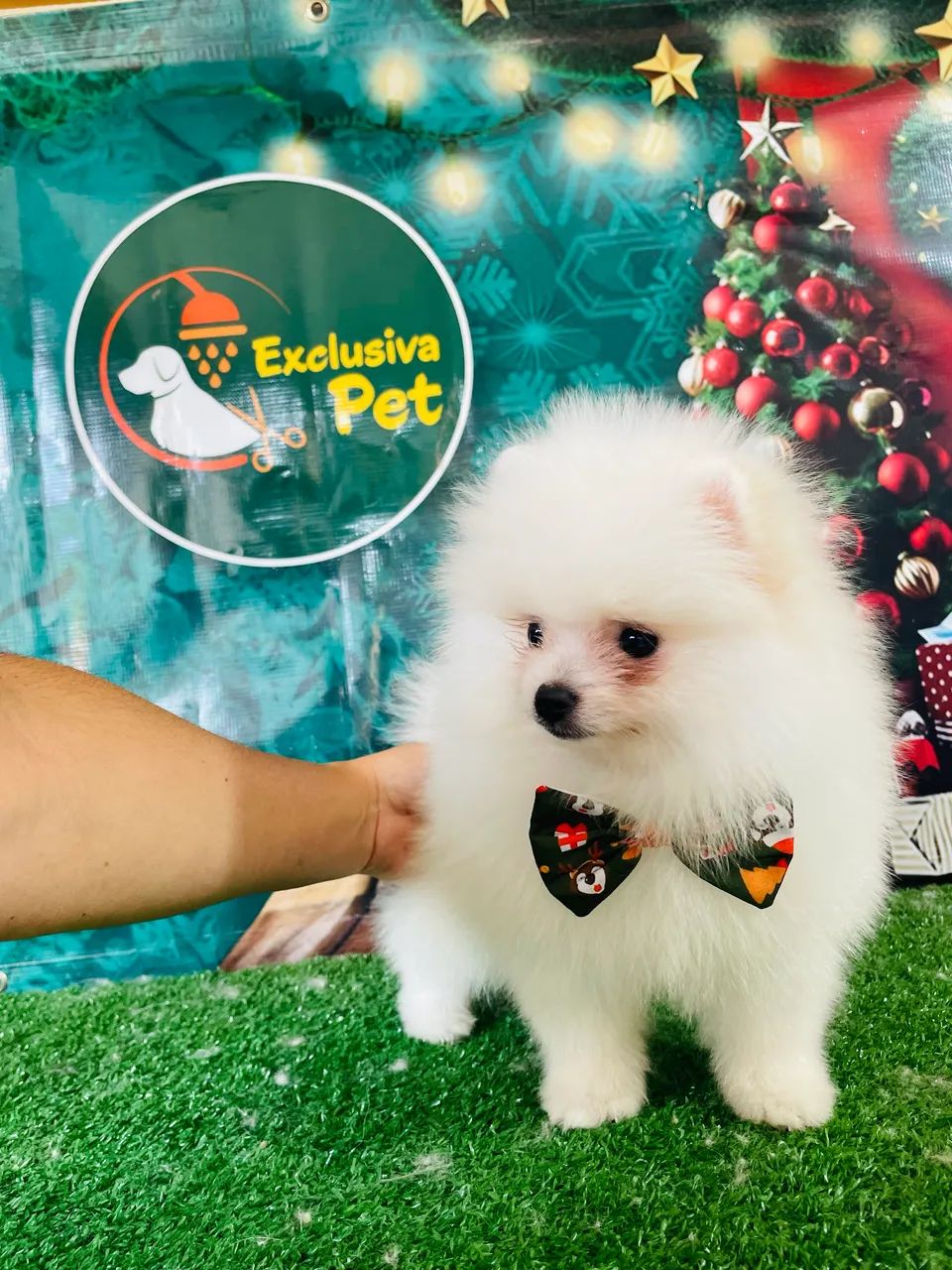 Lindos machinho de Lulu - Foto 2