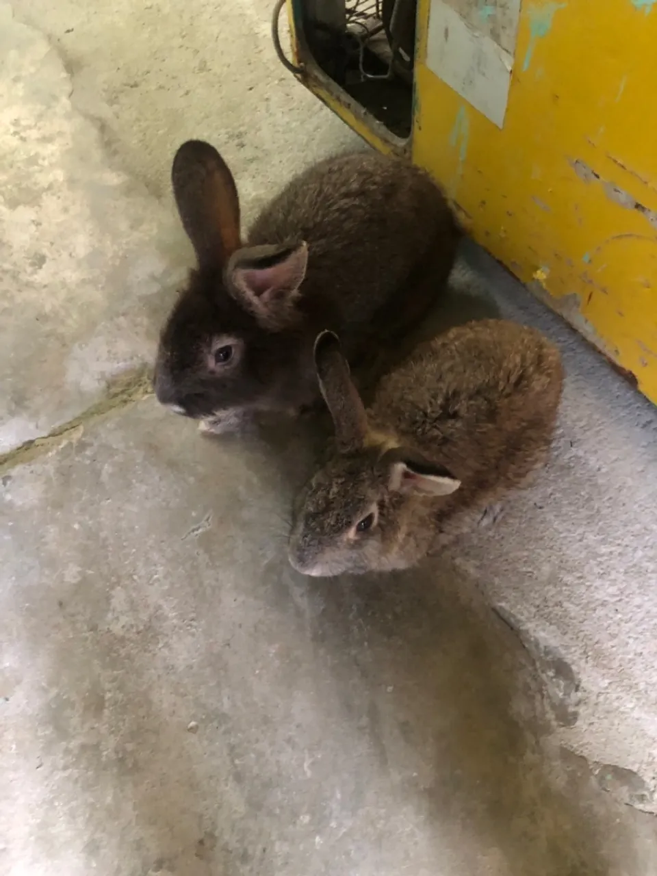 Vendo Coelhos