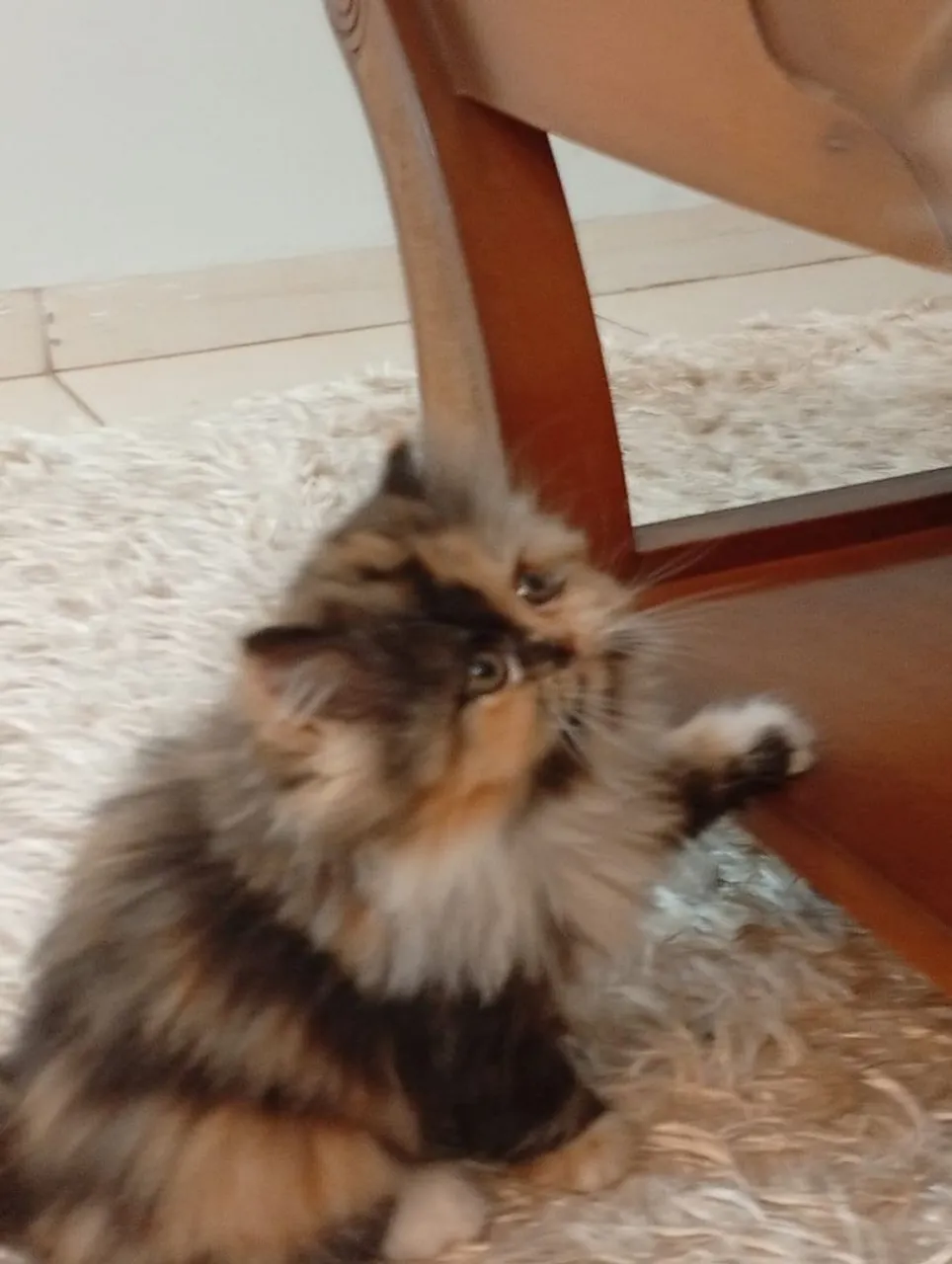 Gatinho Persa Tricolor