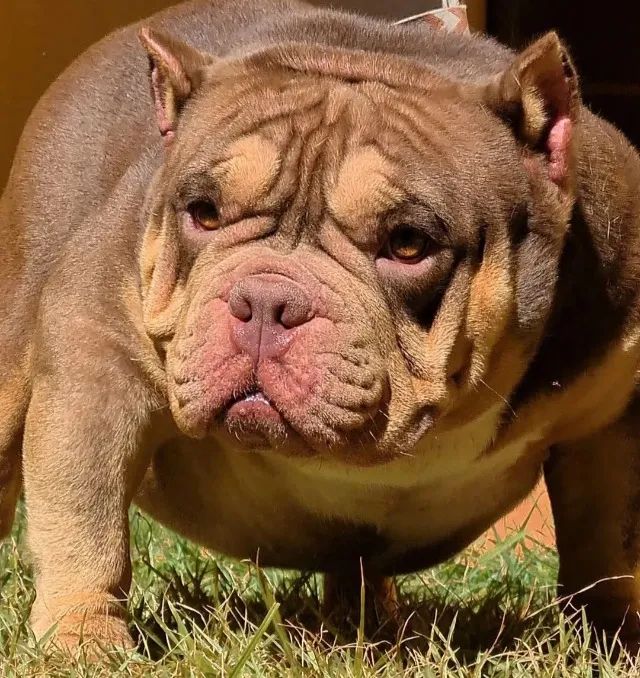 Filhotes Exotic bully / American Bully 