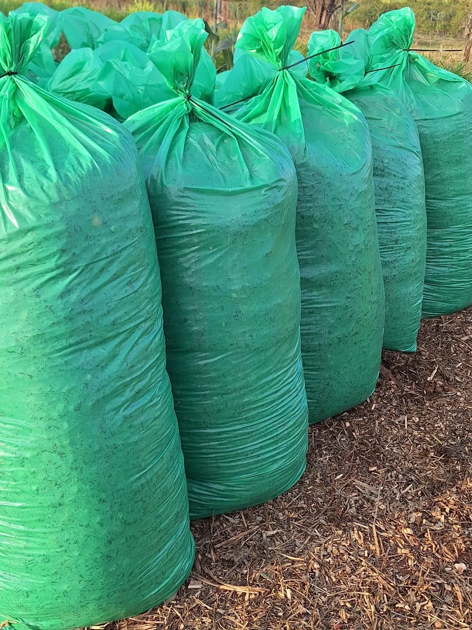 Silagem de sorgo ensacada
