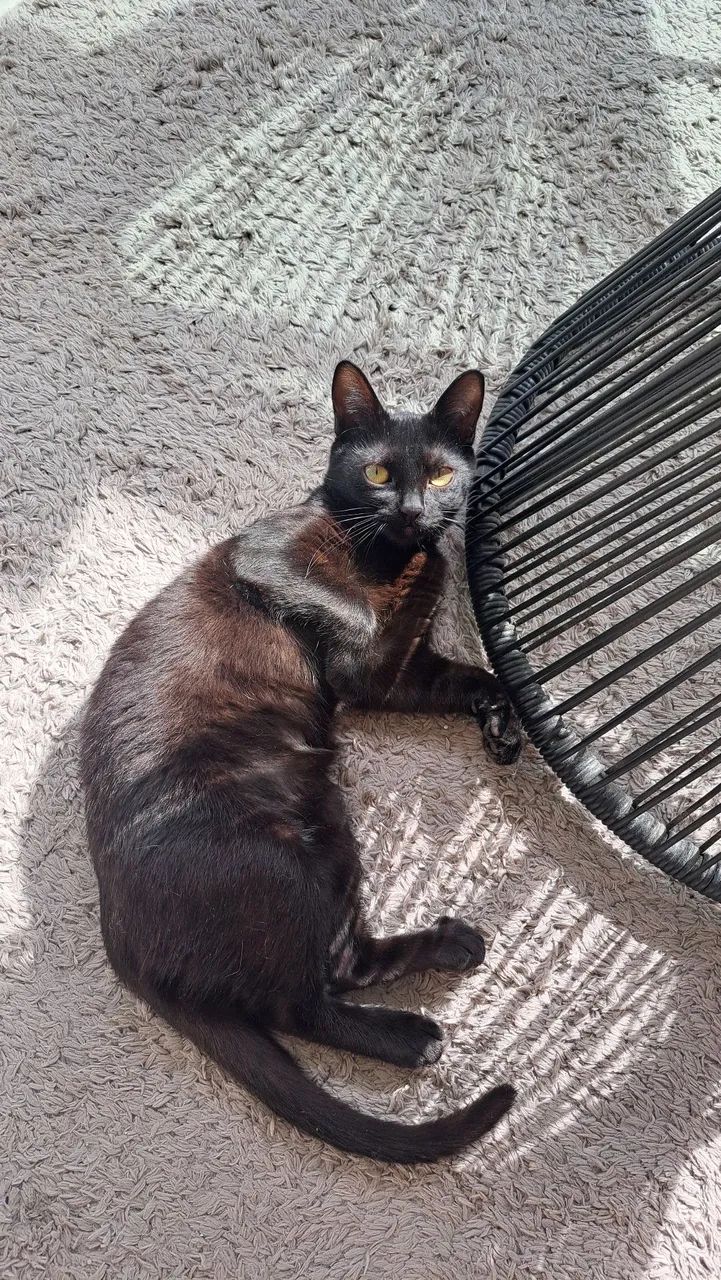 Gatinha Preta carinhosa para Adoção - Foto 3